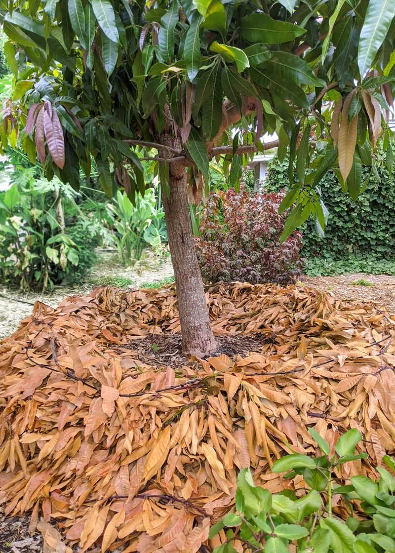 Mulch Keeps Avocado Roots Cooler Mulch Keeps Avocado Roots Cooler