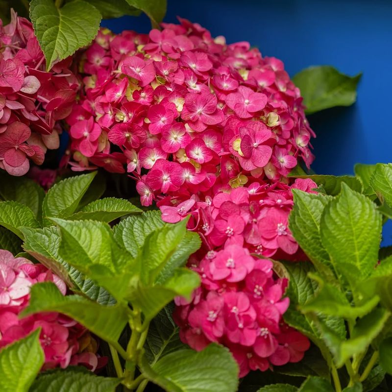 Mulch Keeps Hydrangea Roots Cooler During Humid Summers Mulch Keeps Hydrangea Roots Cooler During Humid Summers
