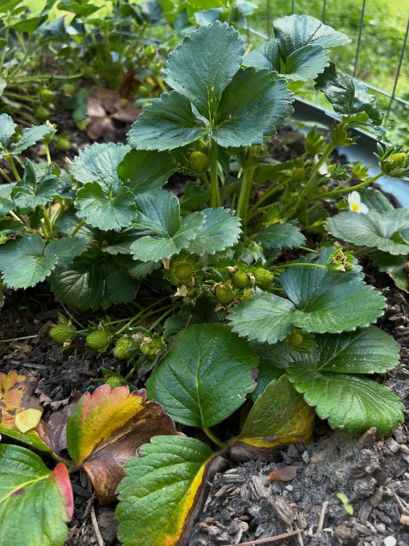 Mulch Keeps Strawberry Roots Cooler During Hot Weather
