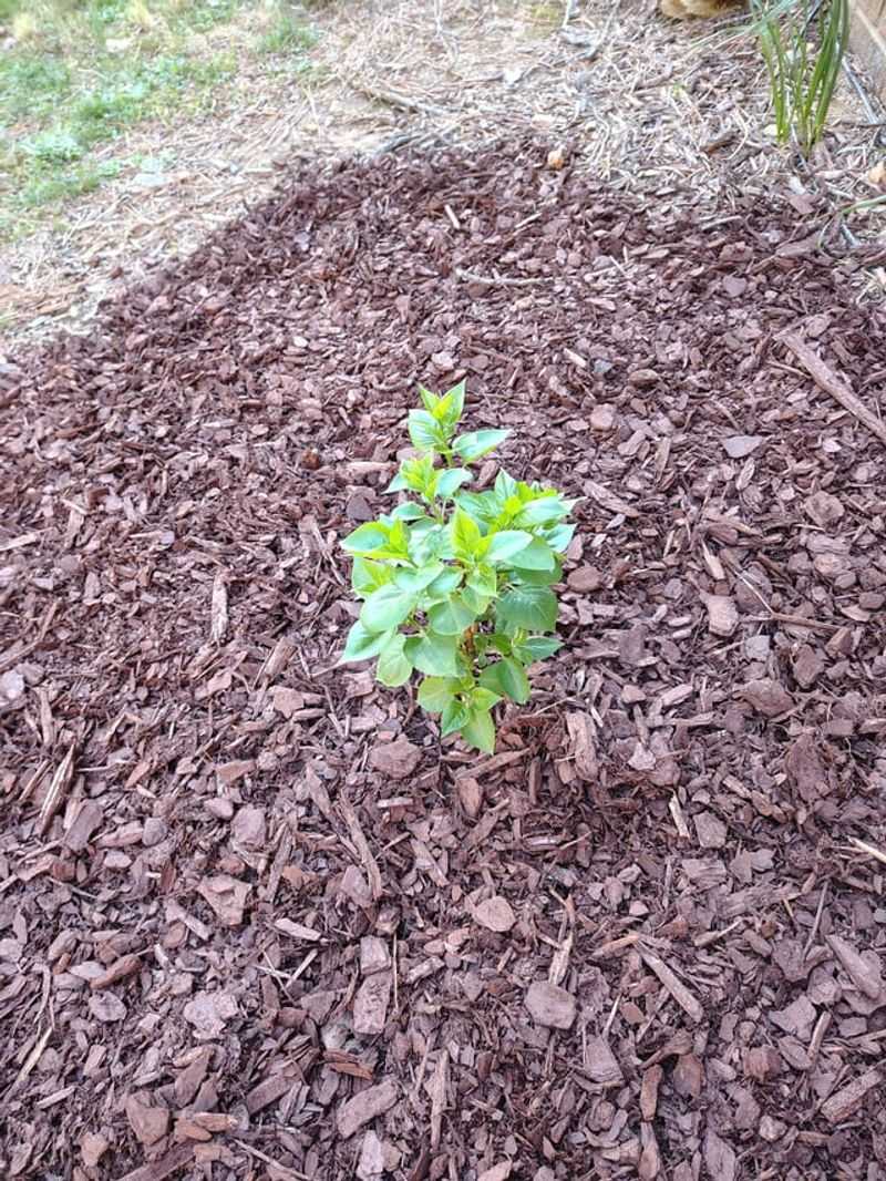 Mulch Lightly Without Piling It Against Stems Mulch Lightly Without Piling It Against Stems