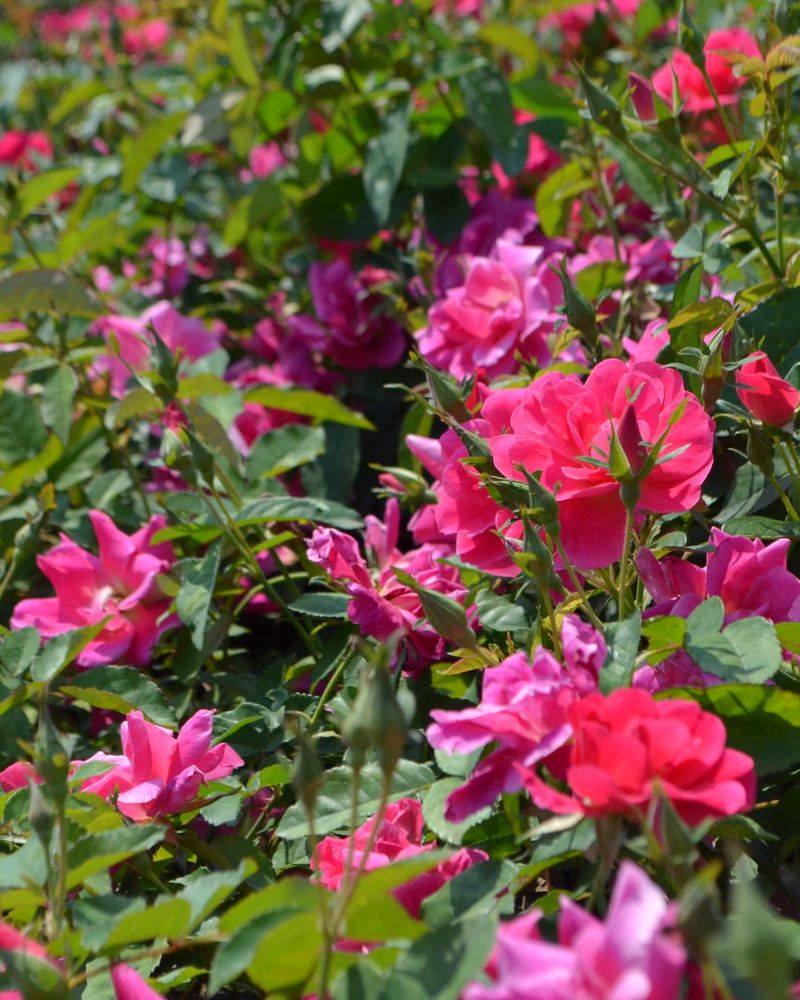 Mulch Roses Before Summer Heat Builds Up