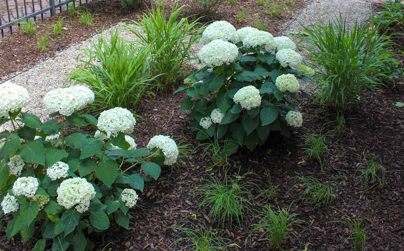 Mulch Shallow Roots Before Summer Heat Builds