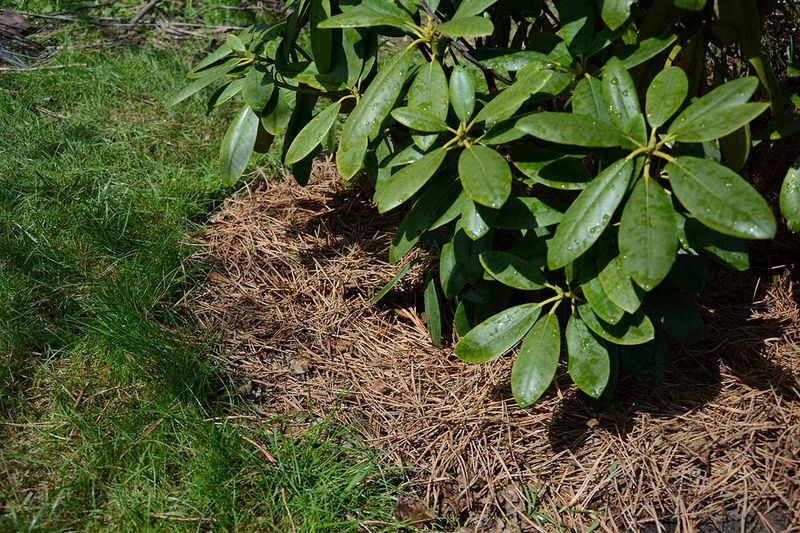 Mulch Shallow Roots The Right Way