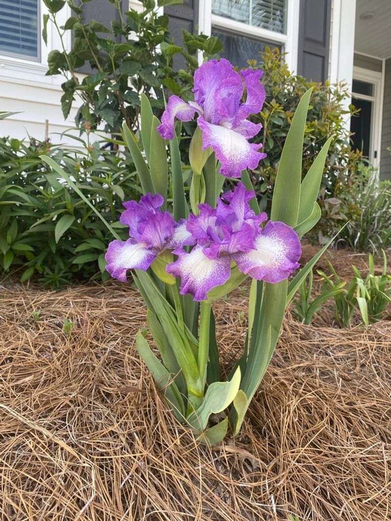 Mulch Should Stay Away From The Rhizomes Mulch Should Stay Away From The Rhizomes