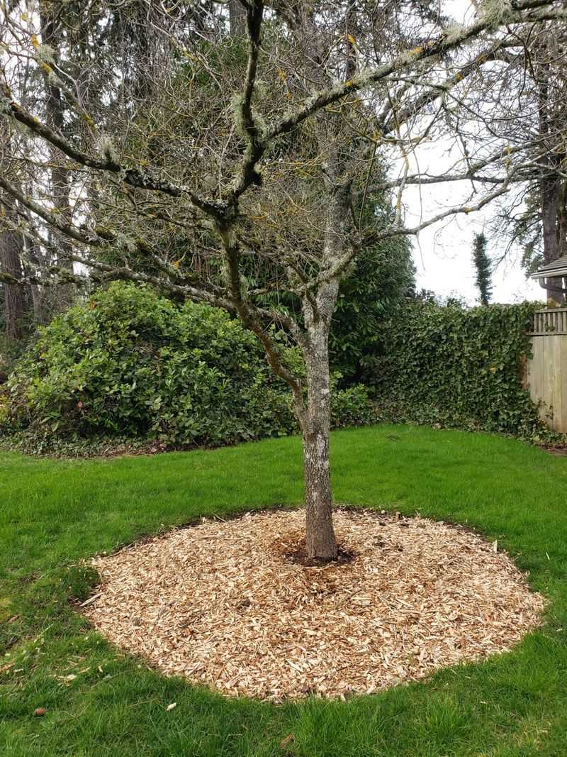 Mulch Should Stay Off Plant Crowns And Tree Trunks