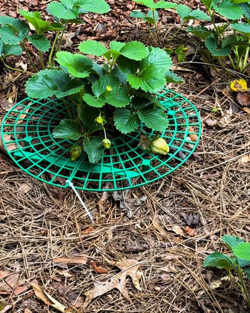 Mulch The Berry Bed