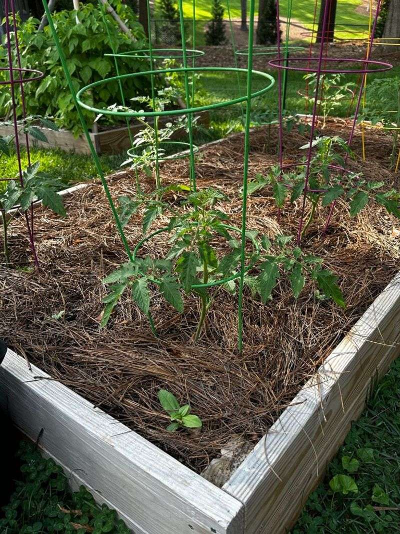 Mulch The Soil Before Rain Splashes Leaves