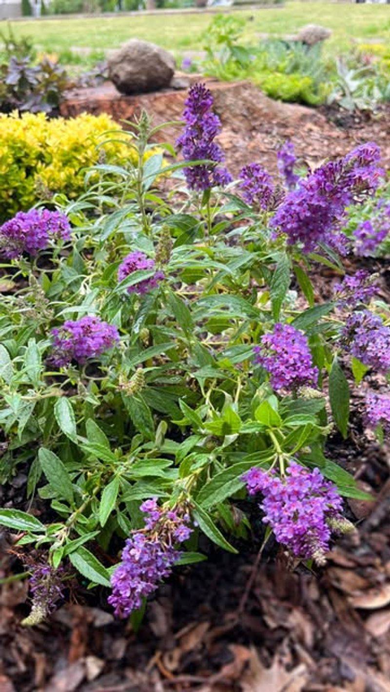 Mulch To Retain Moisture And Suppress Weeds Mulch To Retain Moisture And Suppress Weeds