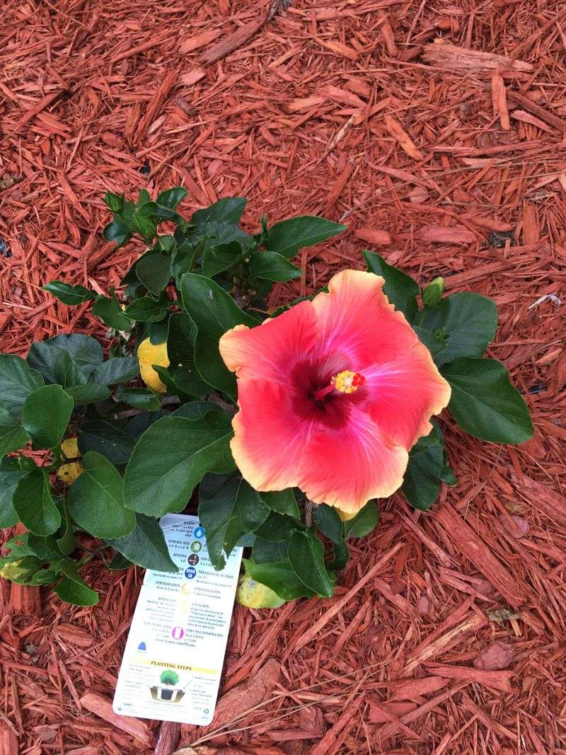 Mulch To Slow Moisture Loss