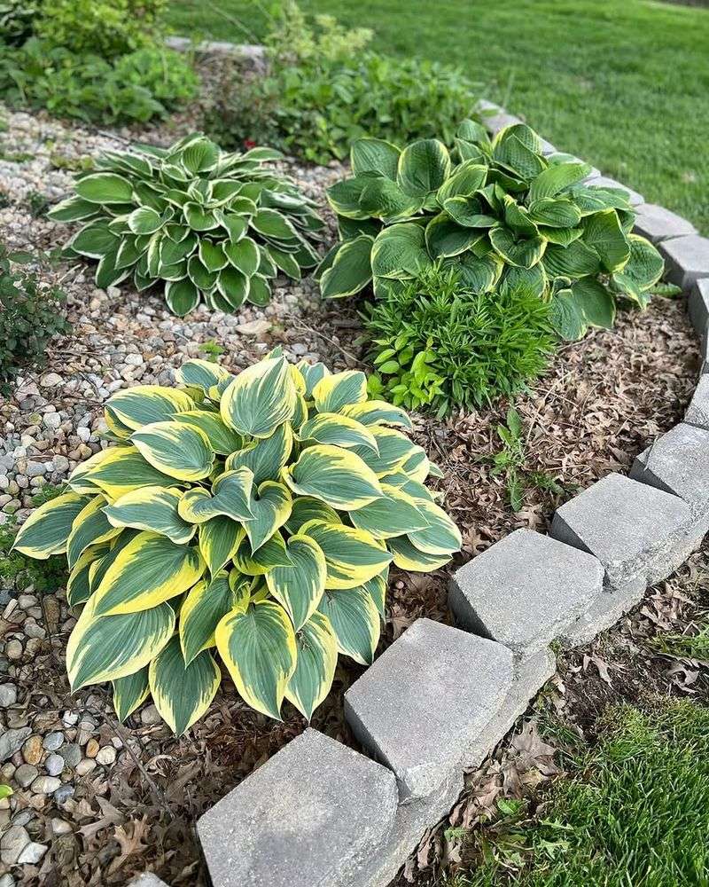 Mulching Around Hostas Helps Leaves Stay Larger And Healthier Mulching Around Hostas Helps Leaves Stay Larger And Healthier