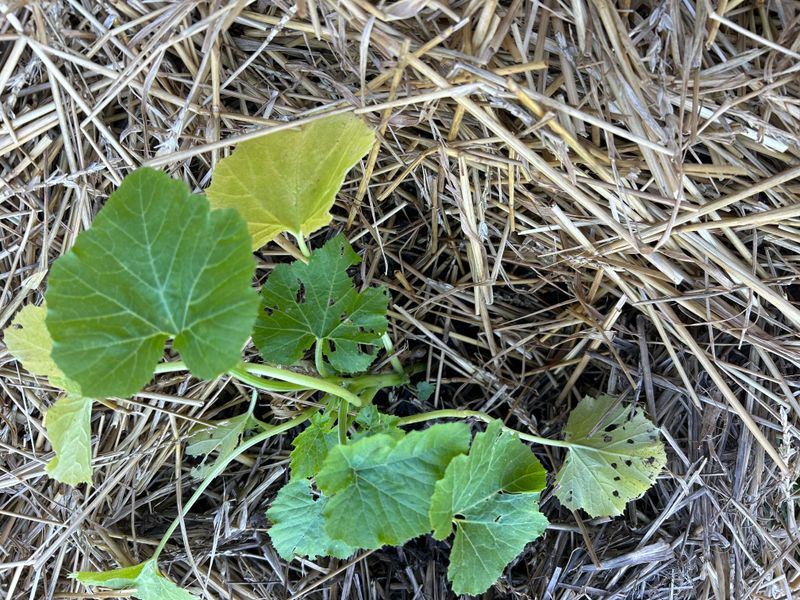 Mulching Before Ohio Soil Warms Traps Trouble Below The Surface Mulching Before Ohio Soil Warms Traps Trouble Below The Surface