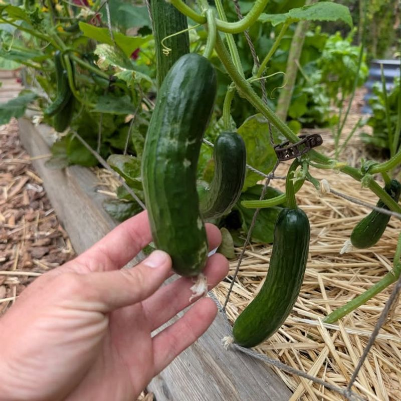 Mulching Cucumbers Helps North Carolina Gardens Produce Longer Into Summer Mulching Cucumbers Helps North Carolina Gardens Produce Longer Into Summer