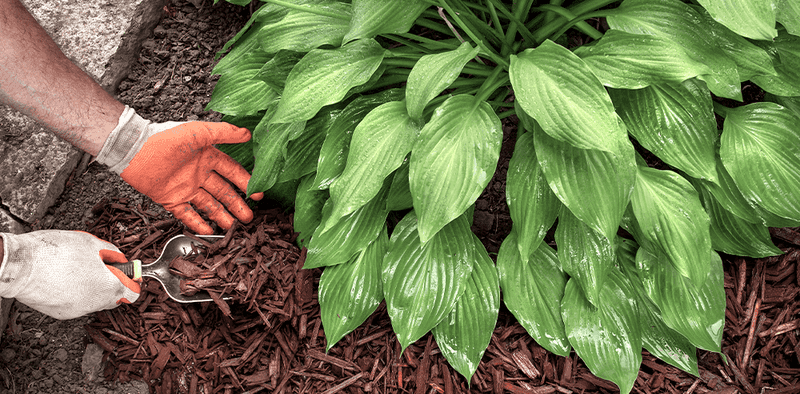 Mulching Helps Divided Hostas Handle Michigan Weather Swings