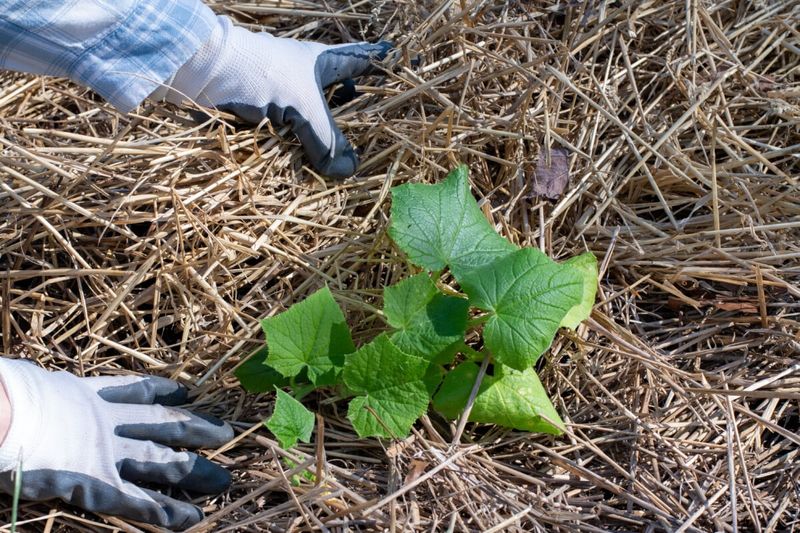 Mulching Helps Michigan Cucumbers Produce Longer Into Summer
