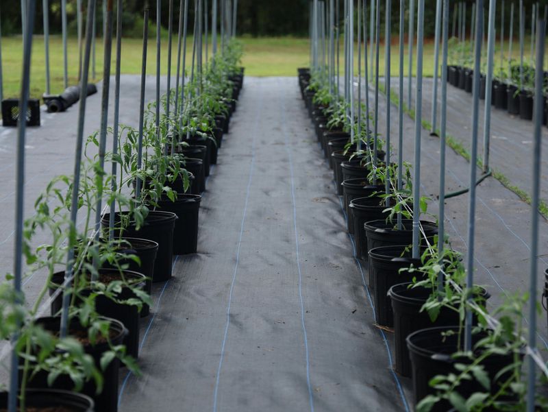 Mulching Reduces How Often You Need To Water Mulching Reduces How Often You Need To Water