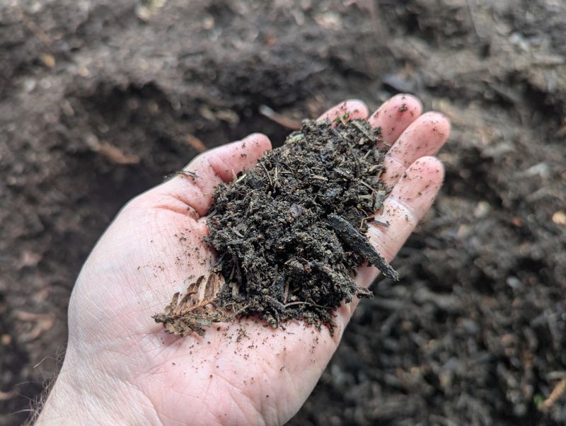Mulching Shady Corners Like Sunny Garden Beds Mulching Shady Corners Like Sunny Garden Beds