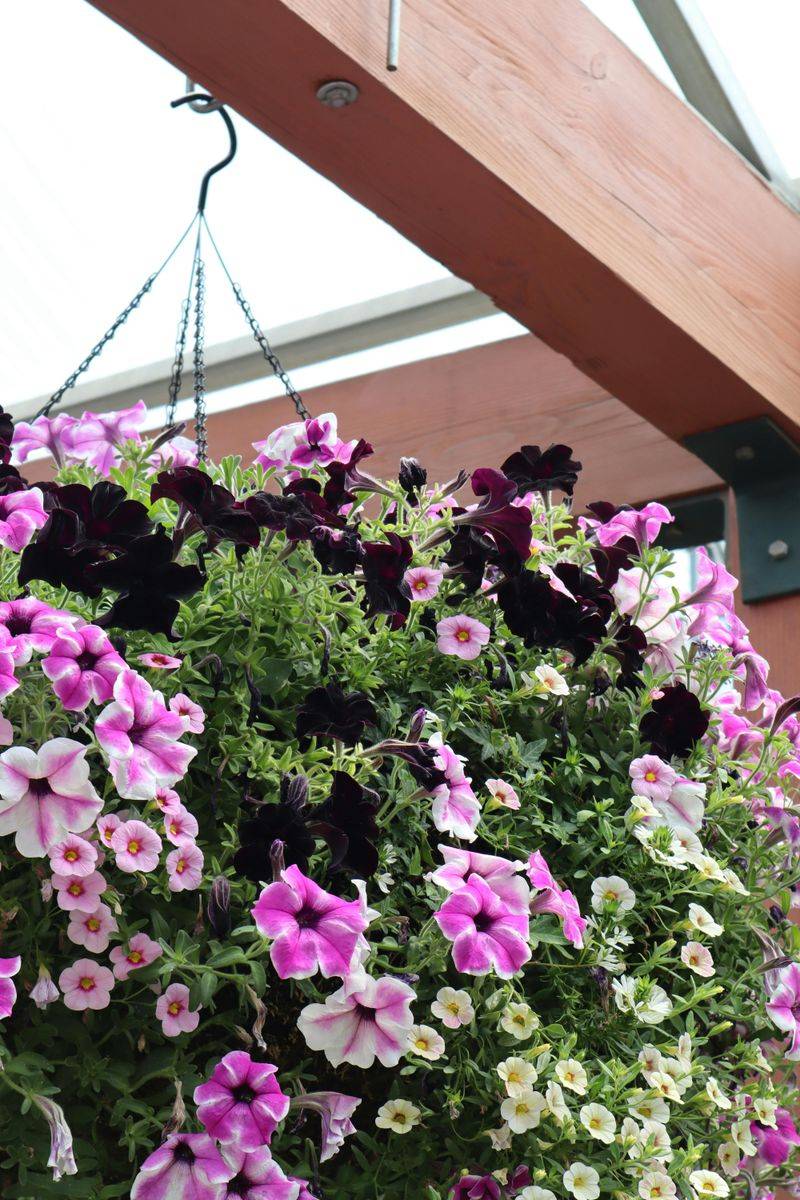 Mulching The Basket Is A Step Most Gardeners Skip Mulching The Basket Is A Step Most Gardeners Skip