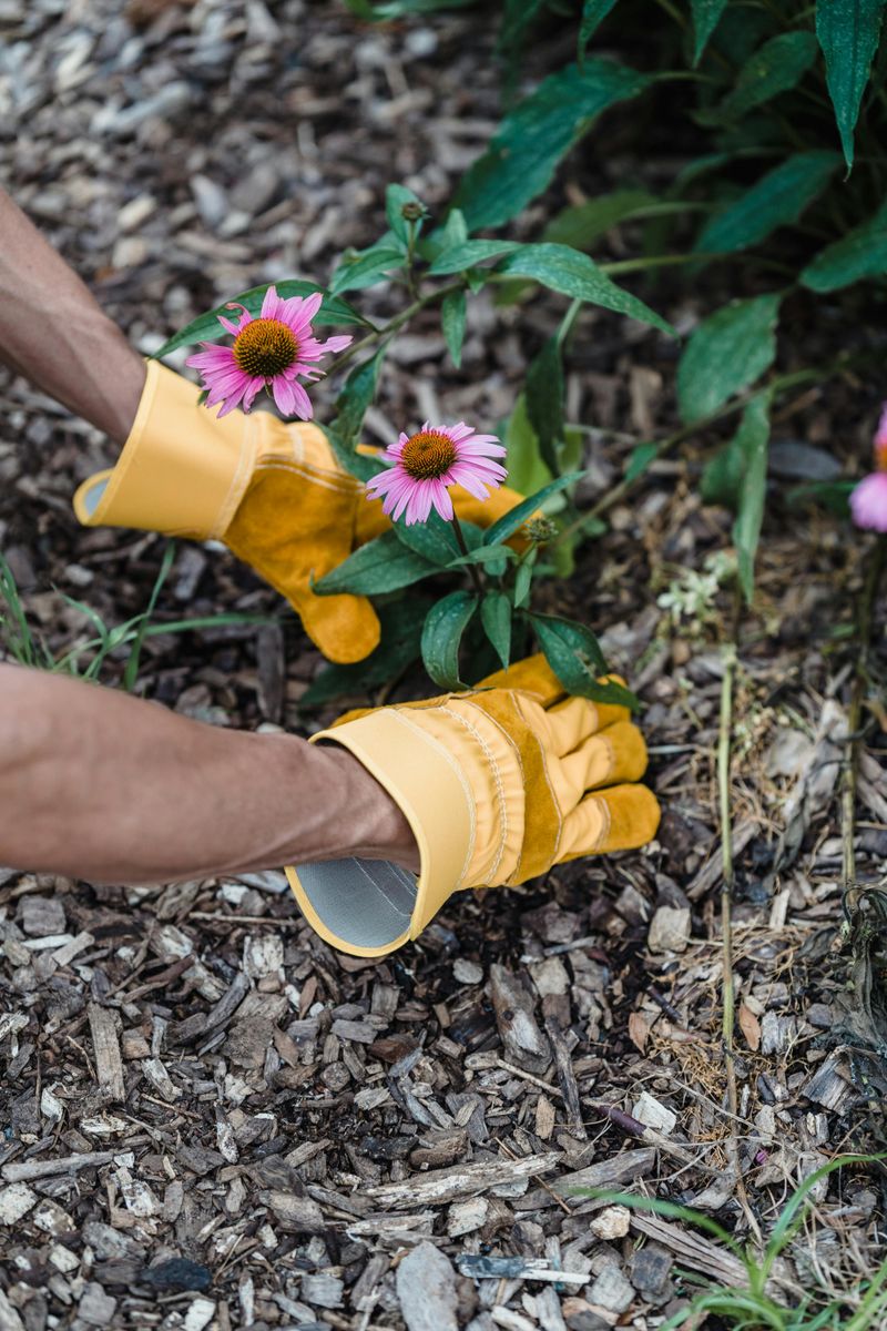 Mulching Too Close To The Crown Of Perennials