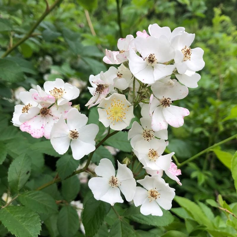 Multiflora Rose Multiflora Rose