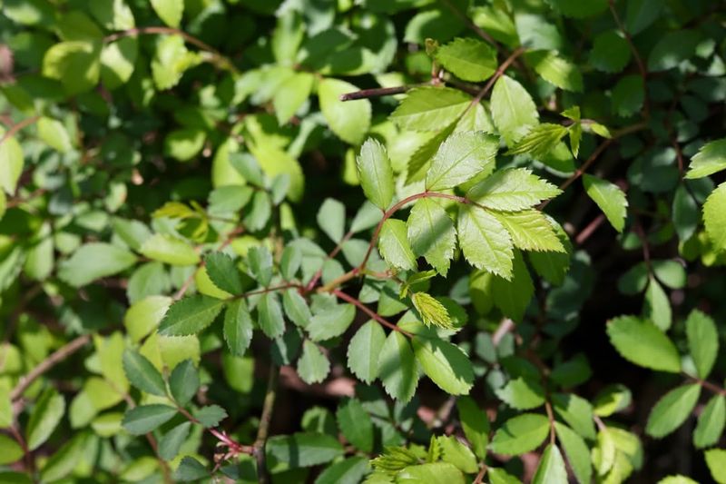 Multiflora Rose Builds Dense Thorny Masses