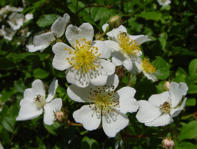 Multiflora Rose Forms Thorny Thickets That Take Over Fast
