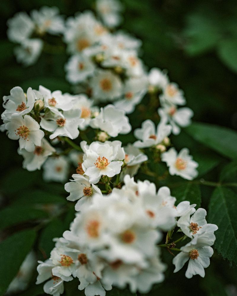 Multiflora Rose