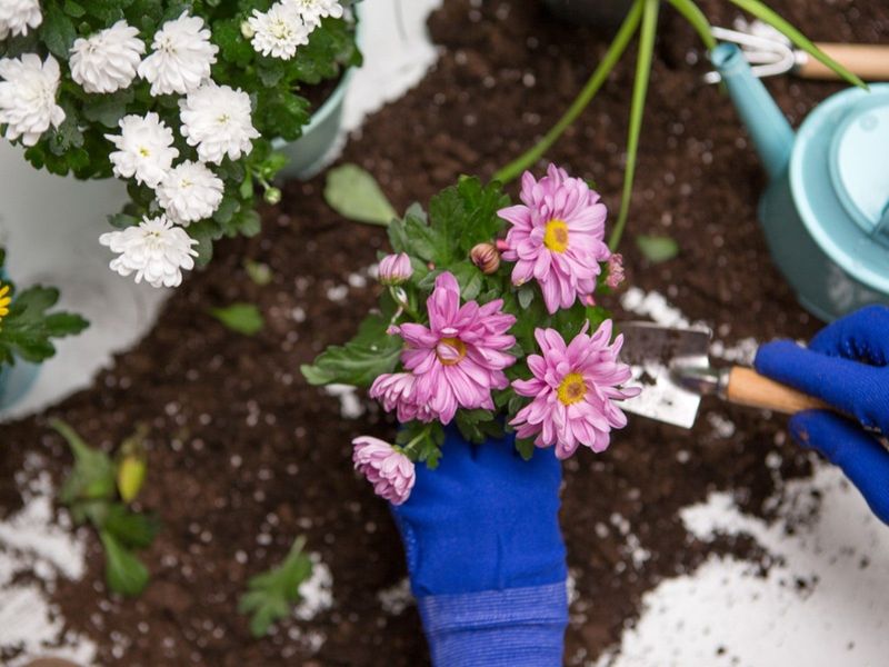 Mums Bounce Back Strong After Division Mums Bounce Back Strong After Division