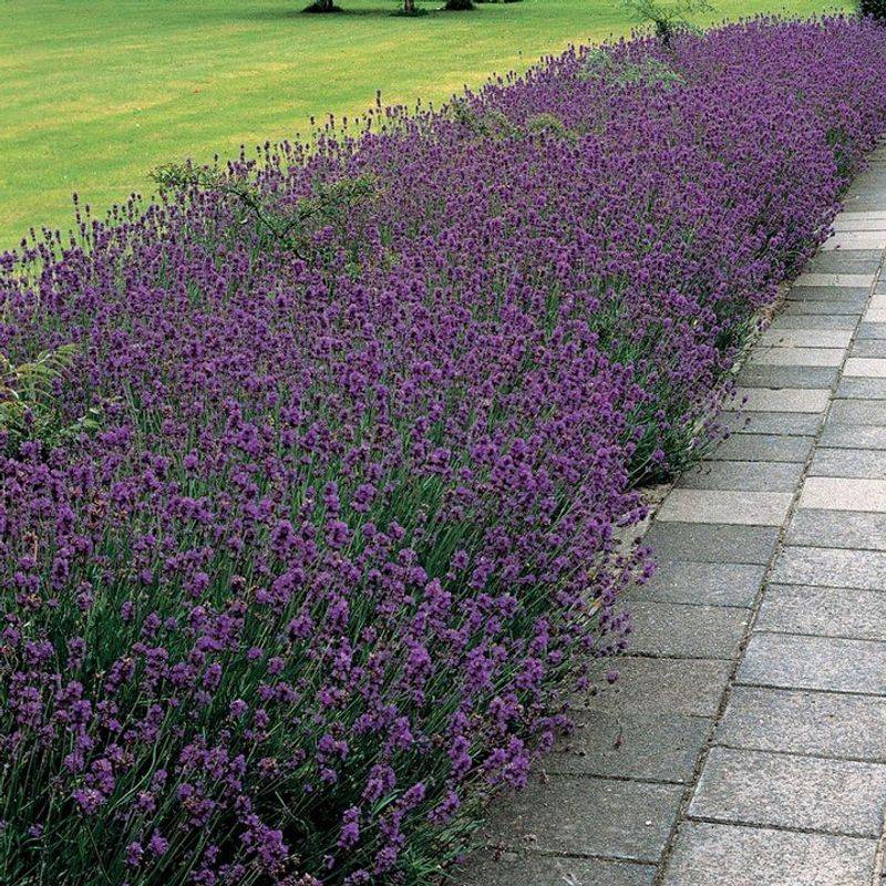 Munstead Lavender Offers Reliable Early Bloom