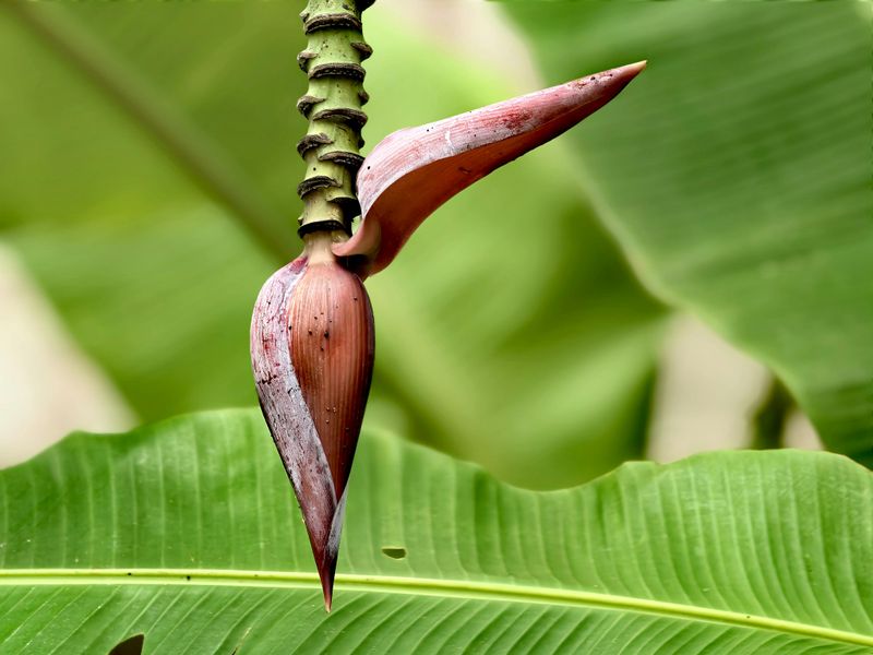 Musa Basjoo Is the Banana Plant That Survived A Tennessee Winter