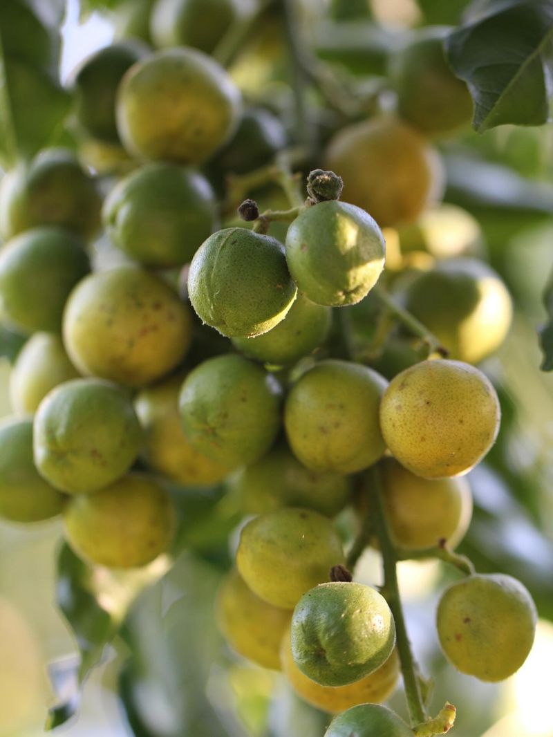 Muscadine Grape