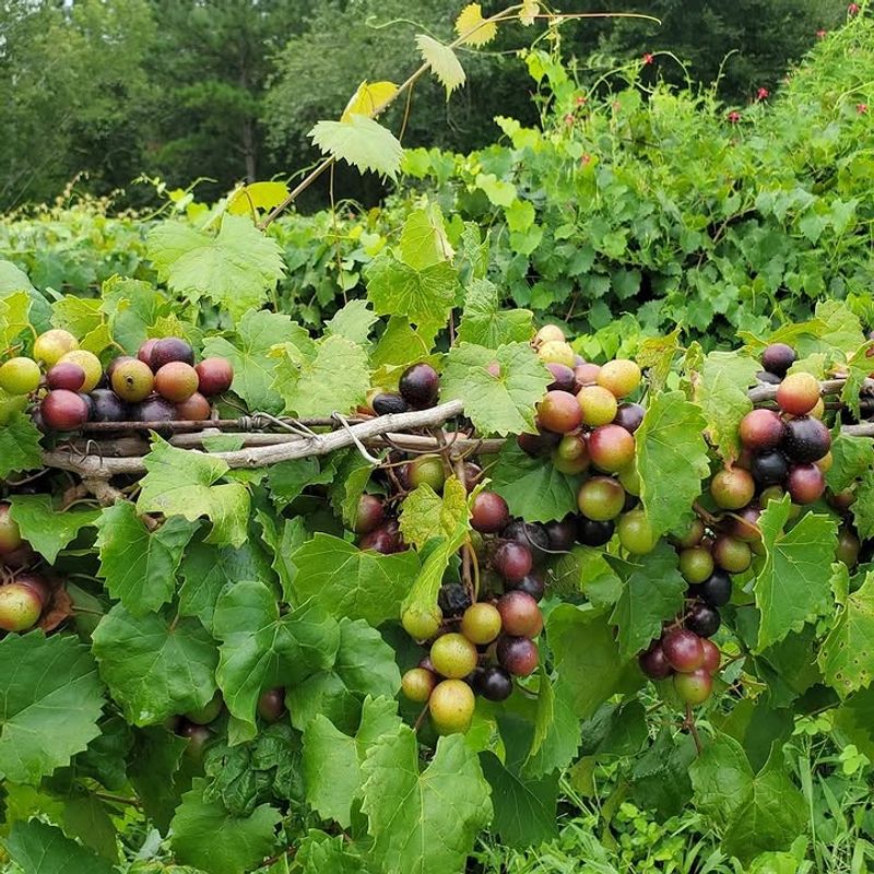 Muscadine Grape