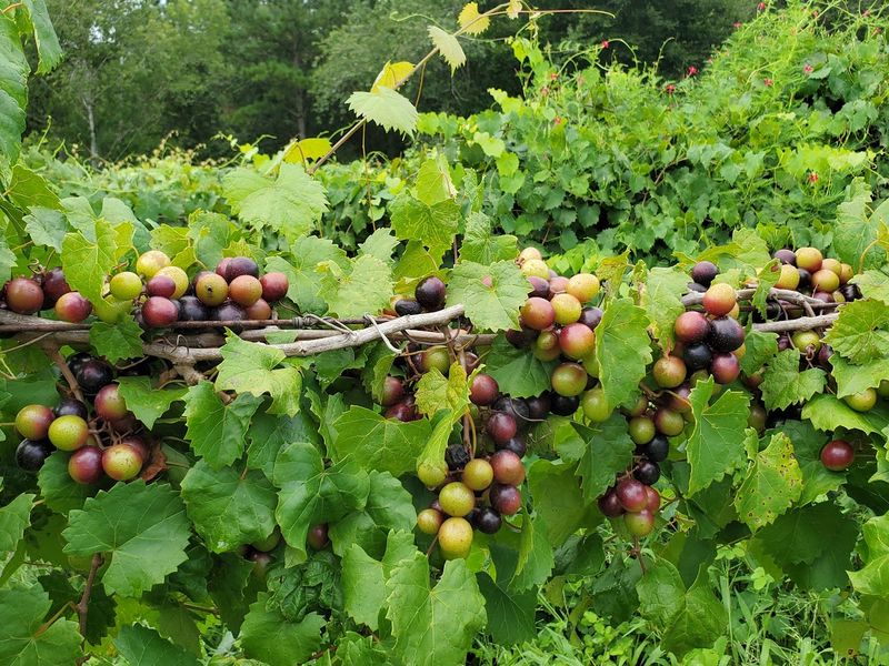 Muscadine Grapes Take Summer Sun On A Strong Arbor