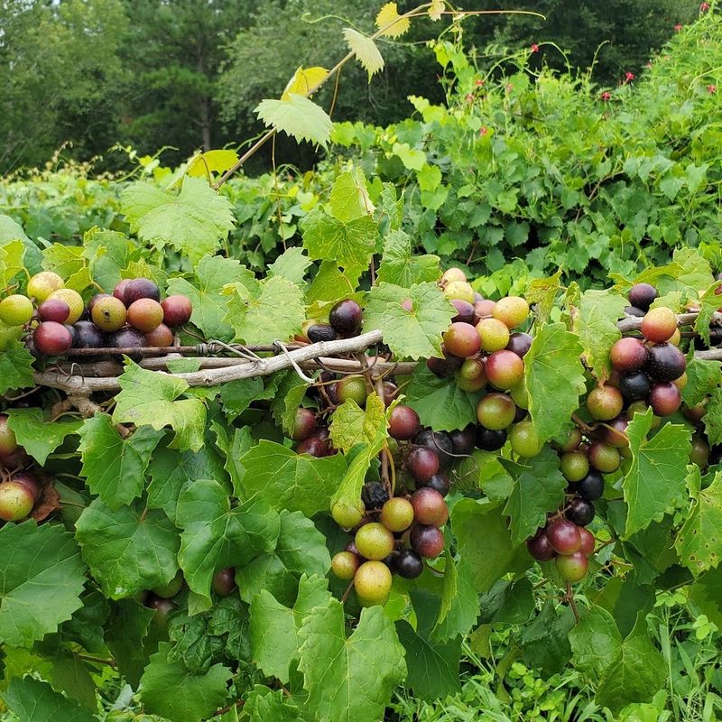Muscadine Vine Creates Dense Native Fence Coverage Muscadine Vine Creates Dense Native Fence Coverage
