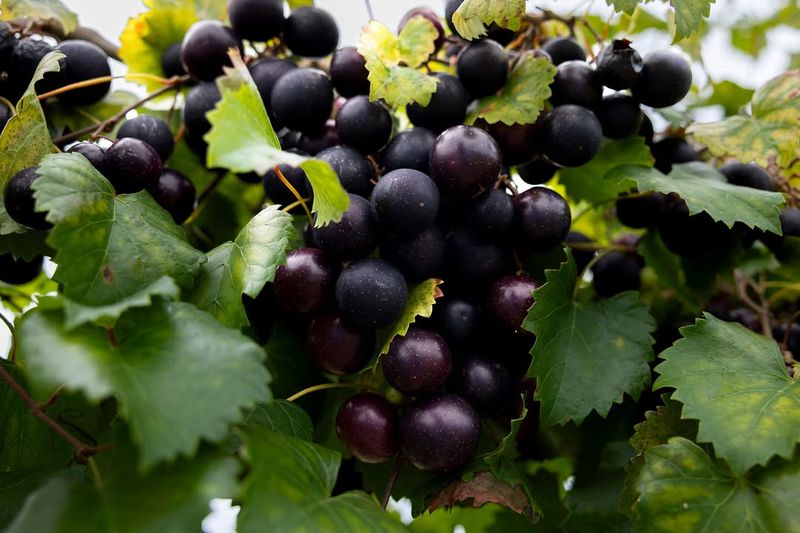 Muscadine Vine Produces Edible Fruit On Strong Vines