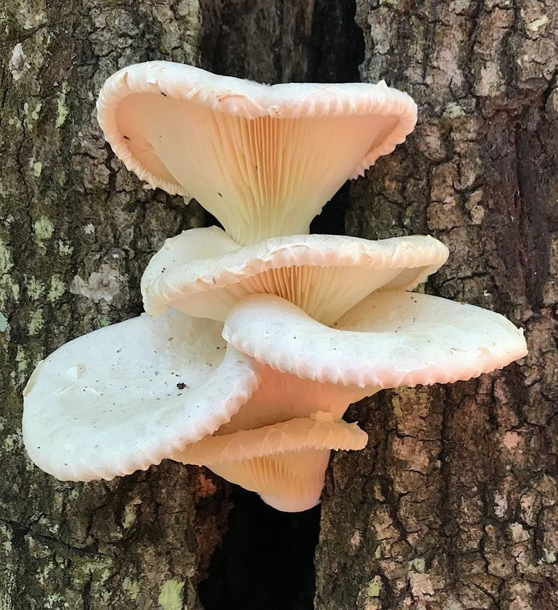 Mushrooms (Oyster Or Shiitake)