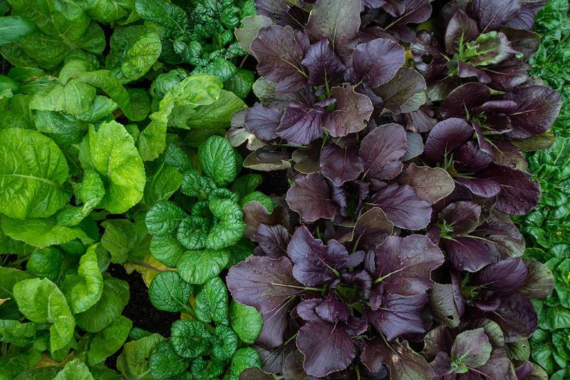 Mustard Greens Turn Bitter In Heat