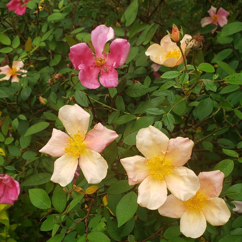 Mutabilis Rose Handles Dry Conditions With Ease Mutabilis Rose Handles Dry Conditions With Ease