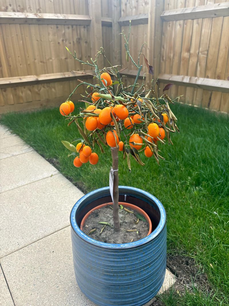 Nagami Kumquat