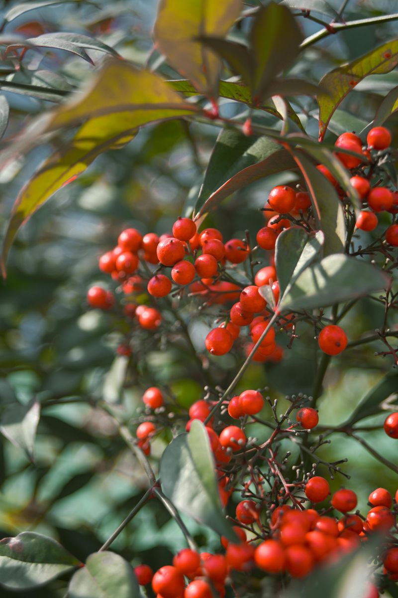 Nandina