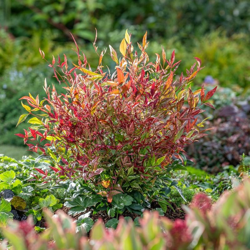 Nandina