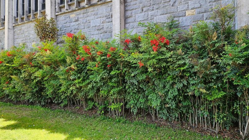 Nandina Looks Tidy But Can Escape By Seed Nandina Looks Tidy But Can Escape By Seed