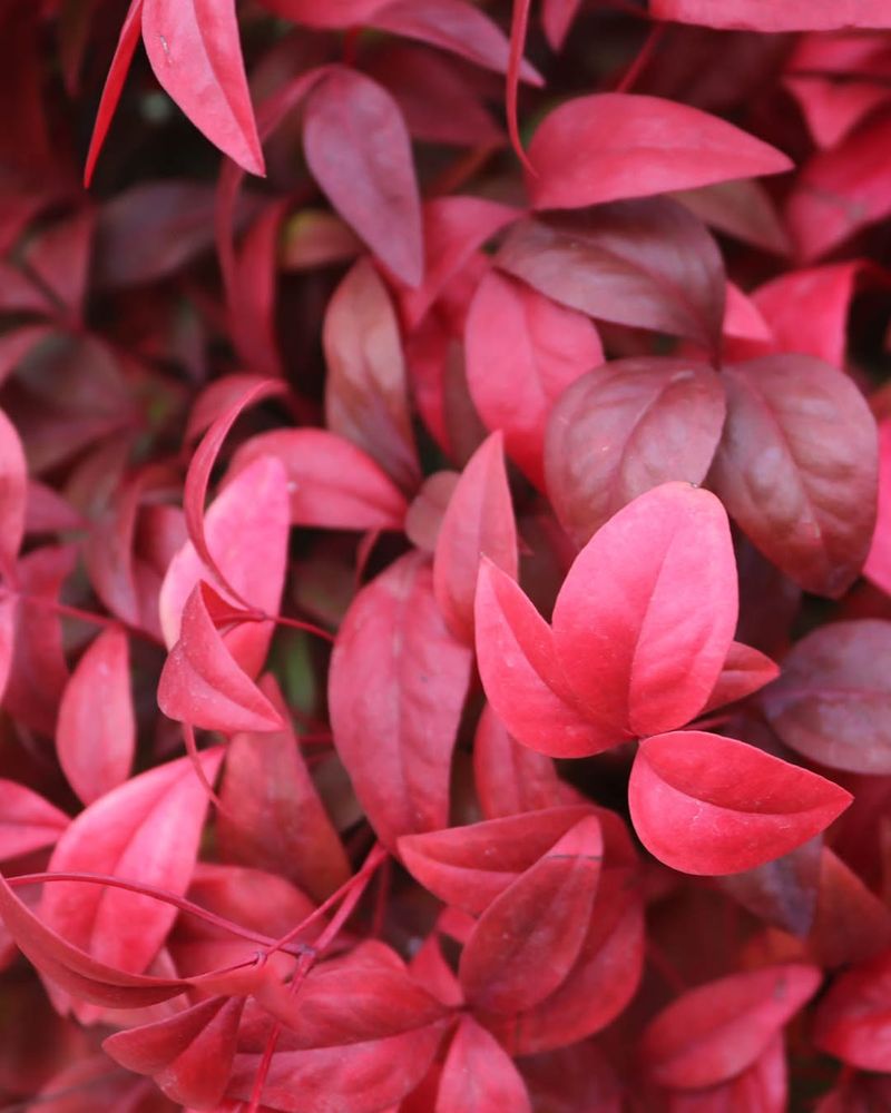 Nandina
