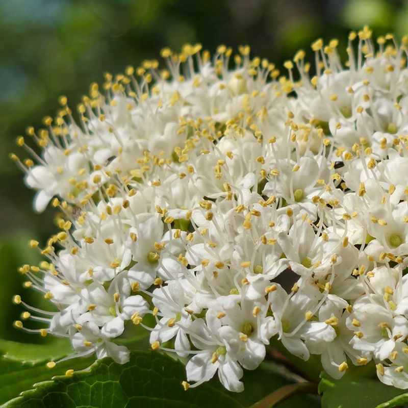 Nannyberry Viburnum (Viburnum Lentago) Nannyberry Viburnum (Viburnum Lentago)