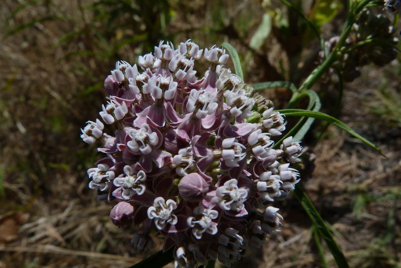Narrowleaf Milkweed Narrowleaf Milkweed