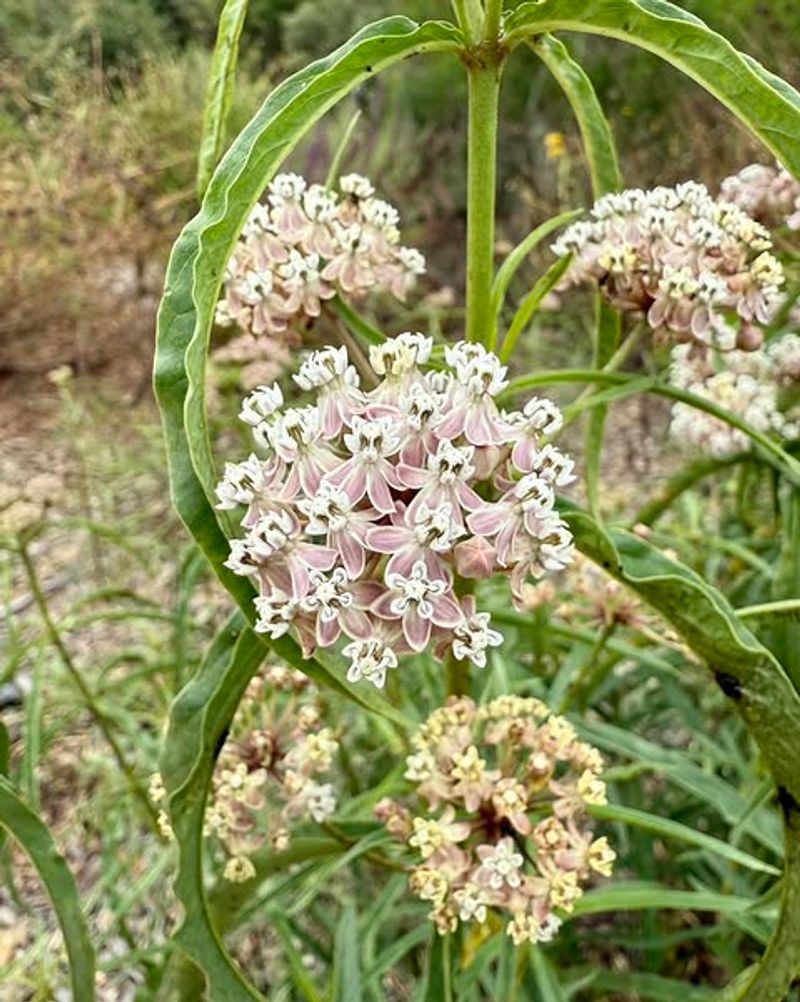 Narrowleaf Milkweed
