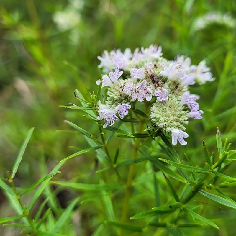 Narrowleaf Mountain Mint Narrowleaf Mountain Mint