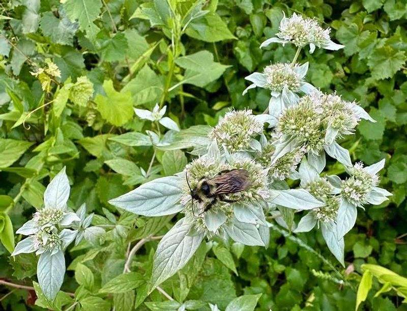 Narrowleaf Mountain Mint