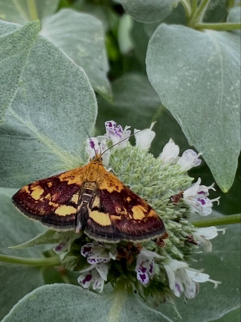 Narrowleaf Mountain Mint Draws Heavy Pollinator Activity