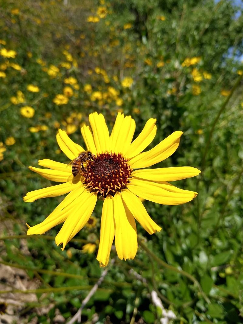 Narrowleaf Mule's Ears