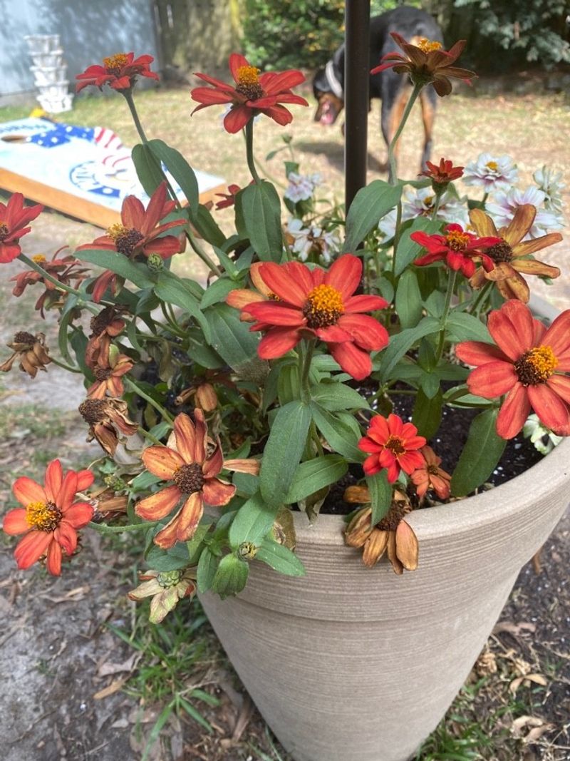 Narrowleaf Zinnia Outlasts Heat And Drought In Pots